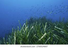 Image result for Zosteraceae