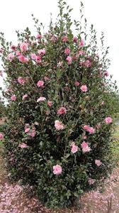 Camellia grove nursery, established in 1939, is a leading australian grower, wholesaler and retailer of quality camellias, azaleas and rhododendrons. Camellia Jennifer Susan Hello Hello Plants Garden Supplies