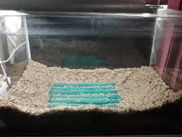 Super Easy Intip 8 Cara Membuat Aquascape Murah Untuk Pemula