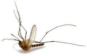 Get discounts, promo codes and member promotions by clicking the button to visit do it yourself pest control's website and sign up for their email newsletter. Pest Control Services Near Me Vero Beach Fl 32962 Pest Exterminators Near Me