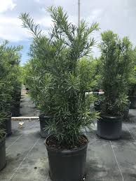 Image result for Podocarpus