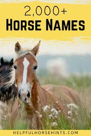 2000 Horse Names In 2020 Horse Names Horses Best Horse Names