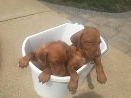 Feel free to browse hundreds of active classified puppy for sale listings, from dog breeders in pa and the surrounding areas. Puppyfinder Com Vizsla Puppies Puppies For Sale Near Me In Illinois Usa Page 1 Displays 10