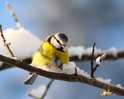 Alle dieren zijn verdeeld over de asielen en herplaatst. 80 Ideeen Over Animals In The Snow Dieren In De Sneeuw Dieren Sneeuw Schattige Dieren