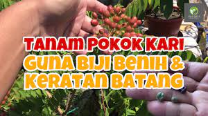 Sebelum masuk ke step cara meerawat tanaman cabai yang benar. Cara Tanam Pokok Kari Guna Biji Benih Keratan Batang Grow Curry Leaf Plant Using Seed Cutting Youtube