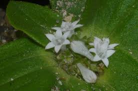 Image result for Richardia scabra