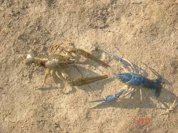 Image result for Leptaulus