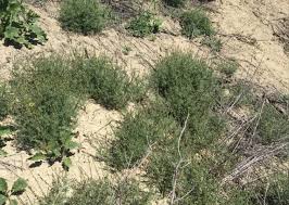 Image result for Carrichtera annua