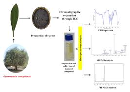 Image result for Gymnosporia senegalensis