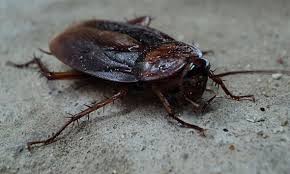 تفسير حلم رؤية الصراصير في المنام في البيت لابن سيرين Roach