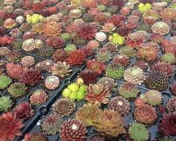However, be careful not to overwater after pruning as the plant's water requirements will be reduced. Everlasting Plant Sempervivum Characteristics Care And Curiosities Gardening On
