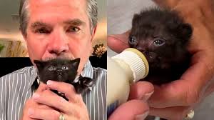 This Man Rescues Abandoned Kittens and Finds them New Homes