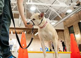 Online training access our training class curriculum on our website so you can train your dog at your own pace. Dog Training Classes Paws Chicago