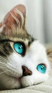 Turquoise Eyes In A Cat True Or False Chat In Des Faux Ou Katzen In 2020 Baby Katzen Susse Tiere Tiere