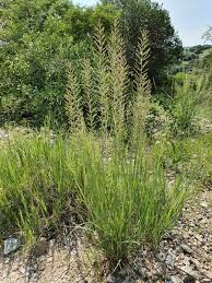 Image result for Pogonarthria squarrosa