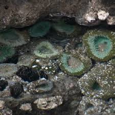 Image result for Aneilema chrysopogon