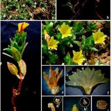 Image result for Euploca katangensis