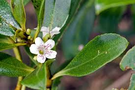 Image result for Myoporum laetum