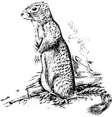 Typically, grey squirrels (in this geographic area) have medium grey bodies, matching feet and head, white underbelly, a brown overcoat, and mixed color tail with white tips. Uinta Ground Squirrel Coloring Page Animals Town Animals Color Sheet Uinta Ground Squirrel Free Printable Coloring Pages Animals