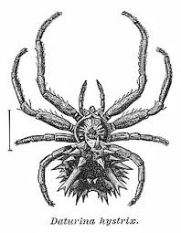 Image result for Pyrenacantha sp. A