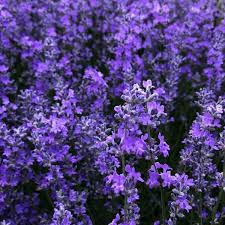 Check spelling or type a new query. 11 Gorgeous Native French Flowers To Grow In Your Garden