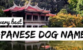 As well as being a popular, cute name for baby boys in japan, arata is also a relatively common surname in italy. 120 Japanese Dog Names Orient Inspired Canine Name Ideas