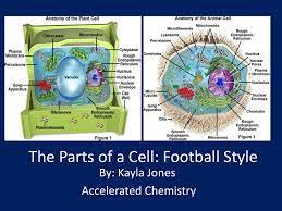 We did not find results for: The Parts Of A Cell