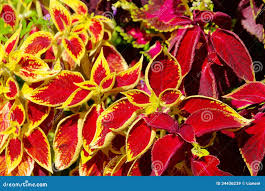 Image result for Coleus shirensis