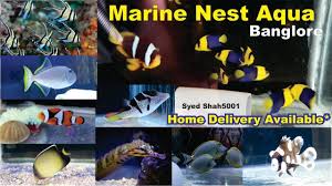 Kids love pet fish, and they make for great exploration and learning. Marine Fish Salt Water Fish Store Visiting Marine Nest Aqua Bangalore Salt Water Fish Salt Water Fishing Marine Fish