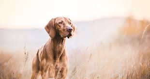 Ob hundehalter ihr tier kastrieren lassen sollen, müssen sie. Kastration Beim Hund Teil 3 Die Kastration Des Ruden