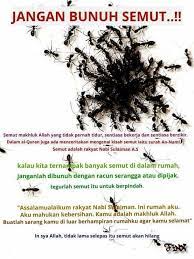 Semut ini telah disebut kisahnya dalam alquran bahkan namanya pun digunakan menjadi nama surah yaitu an naml yang artinya semut. Cara Menghalau Semut Dalam Islam Untuk Membuang Semut Di Dalam Bekas Gula Yang Sudah Dikerumuni Semut Cuba Petua Ini