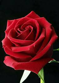 Hermosa Beautiful Rose Flowers Beautiful Red Roses Beautiful Roses