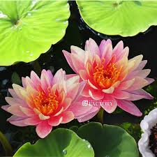 Image result for Nymphaea heudelotii