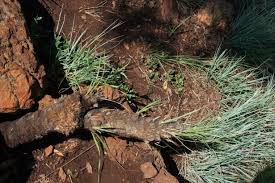Image result for Xerophyta