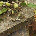 Image result for Bulbophyllum oreonastes