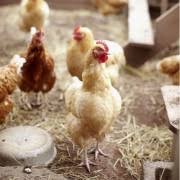 Kamu akan segera bertemu dengan seseorang yang berpangkat tinggi atau yang memiliki pengaruh yang sangat besar pada daerah tempat tinggalmu. Ayam Interpretasi Mimpi Ayam Impian Ayam Impian Apa Mimpi Seorang Wanita Ayam Mentah Tentang