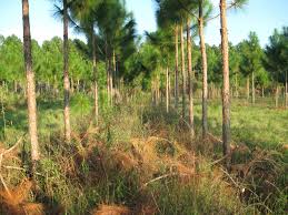 This is the meaning of tree plantation when it is taken as a a tree plantation can also be a noun. Tree Planting Contracts For Landowners Faqs Alabama Cooperative Extension System
