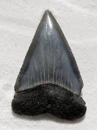 A great white can produce and lose over 20,000 teeth in their lifetime. Fossil Great White Shark Tooth Photograph By Werner Lehmann