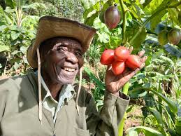 Image result for Maerua bussei