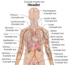 On the board, the teacher should place a picture of the diagram of the human body. Human Body Diagrams Wikimedia Commons