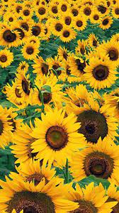 Sunflower Wallpapers Background Flower Wallpaper Sunflower Iphone Wallpaper Sunflower Wallpaper Wallpaper Iphone Christmas