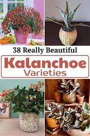 39 Really Beautiful Kalanchoe Varieties Types Of Flowers Unusual Plants Kalanchoe Blossfeldiana