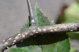 One way to control pest infection is to use proper pesticides. Garden Insect Primer Getting To Know Common Garden Insect Pest Groups And Their Associated Signs Of Plant Damage Ecological Landscape Alliance