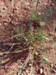 Image result for Moorochloa eruciformis