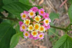Image result for Lantana tiliifolia