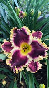 Image result for Dasylepis eggelingii