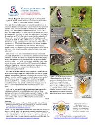 Insect pests and diseases can reduce production and in the worst case although insects are known to lack an adaptive immunity system, there are crosstalks between rnai. Field Crops Ipm Shorts Acis