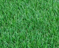 Planting zoysia grass for a new lawn. Empire Zoysia Grass Hi Quality Turf