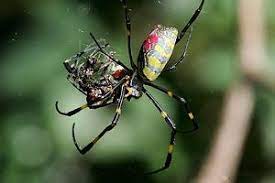 If dreaming about a black widow spider, or of a spider that kills its mate, your dreams may be telling you that you are experiencing a major transformation in it represents transformation and growth. Spider Cannibalism Wikipedia