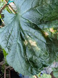 Image result for thrips damage on cucumber